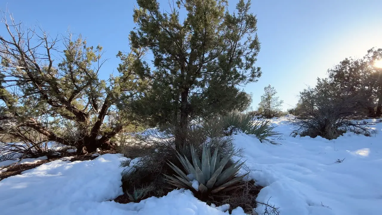 Cactuses covered in snow in extreme weather in Sedona Arizona