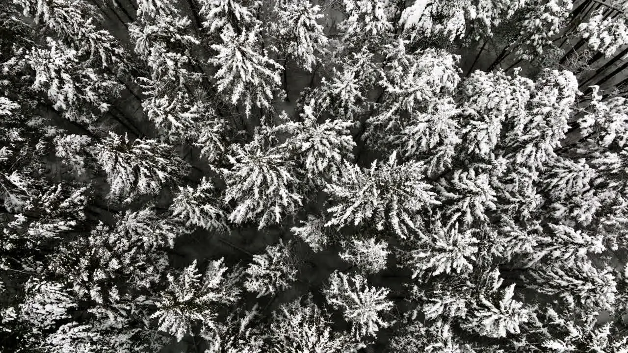 Post-blizzard a drone's-eye view reveals a forest in the Midwest transformed into a snowy wonderland