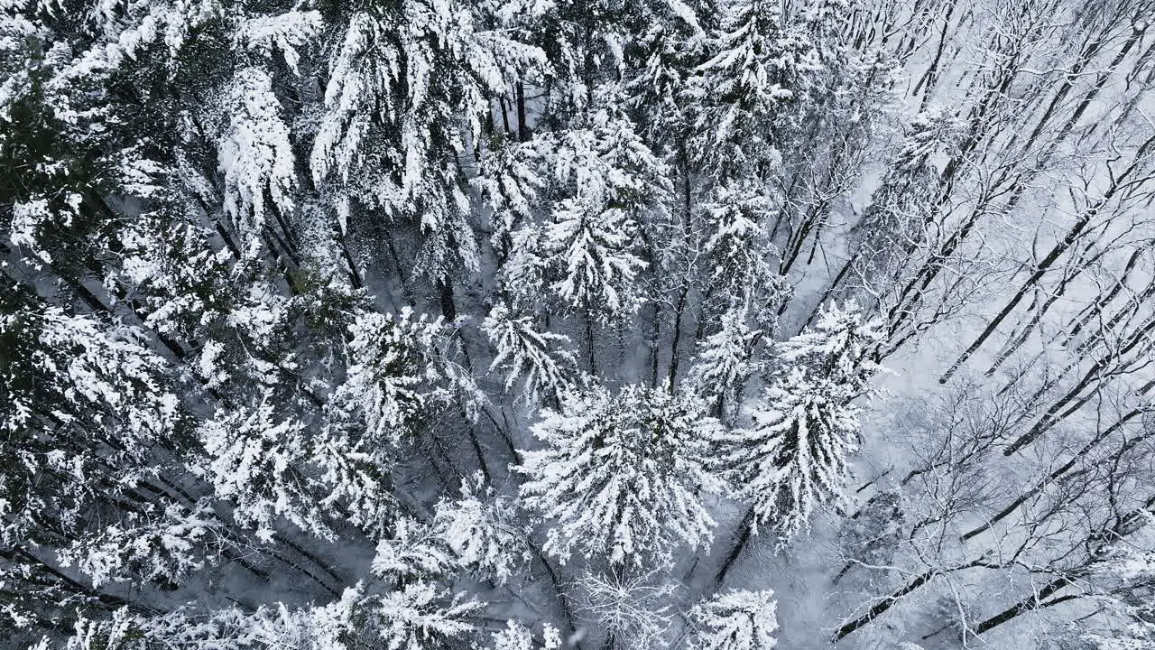 A snowy forest scene unfolds from a bird's-eye perspective courtesy of drone footage post-Midwest blizzard