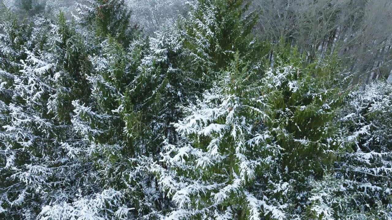 Post-blizzard tranquility is captured in a drone's view of a Midwest forest now transformed into a winter wonderland