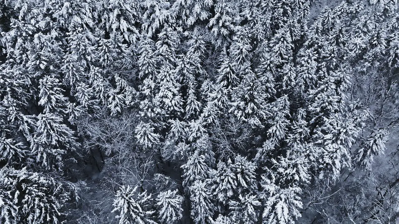 Aerial footage capturing a snow-covered forest in the aftermath of a major blizzard in the Midwest