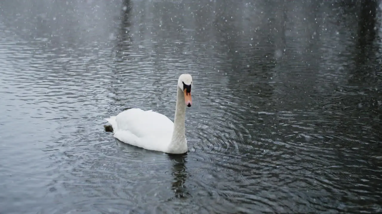 Snowfall enhances the picturesque setting of birds in a river shot in slow motion