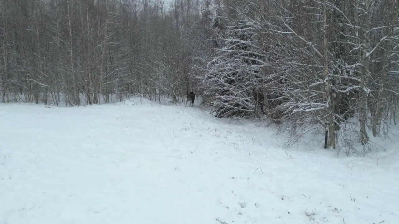 arctic moose runs and hides in the woods