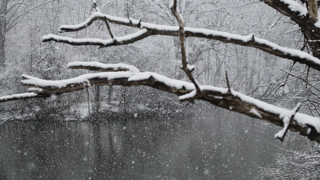 Snow covered limb of tree in foreground with tons of snow falling in slow motion in the background