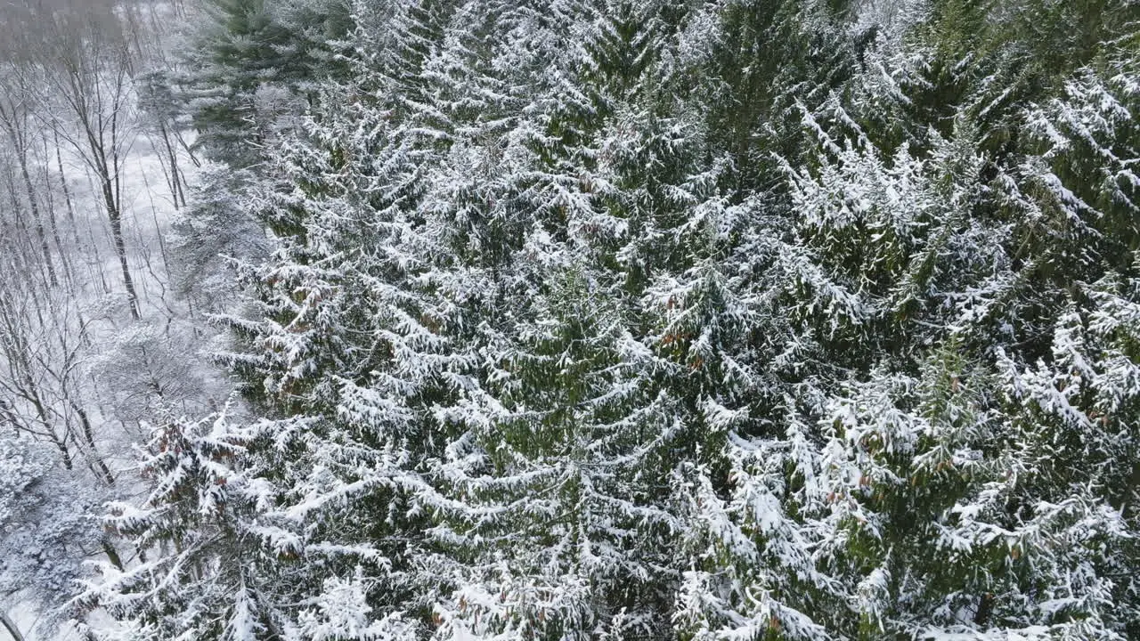 Midwest woodland transformed into a winter wonderland is featured in drone footage following a major blizzard