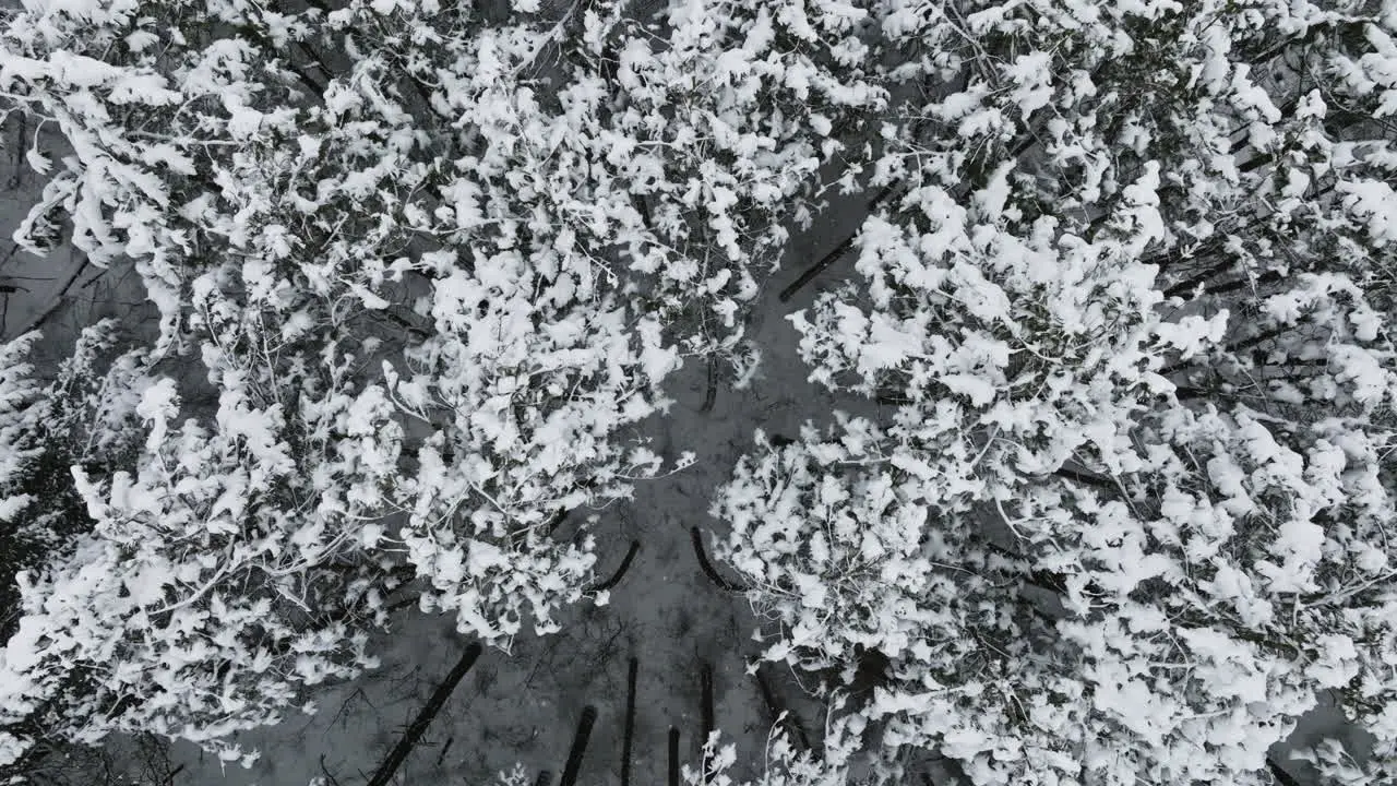 After a significant blizzard hits the Midwest a drone offers a snow-covered panorama of the forest