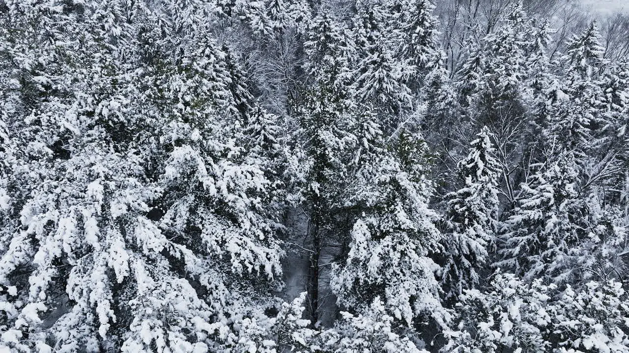 A forest landscape filmed from above by a drone reveals the aftermath of a significant blizzard in the Midwest