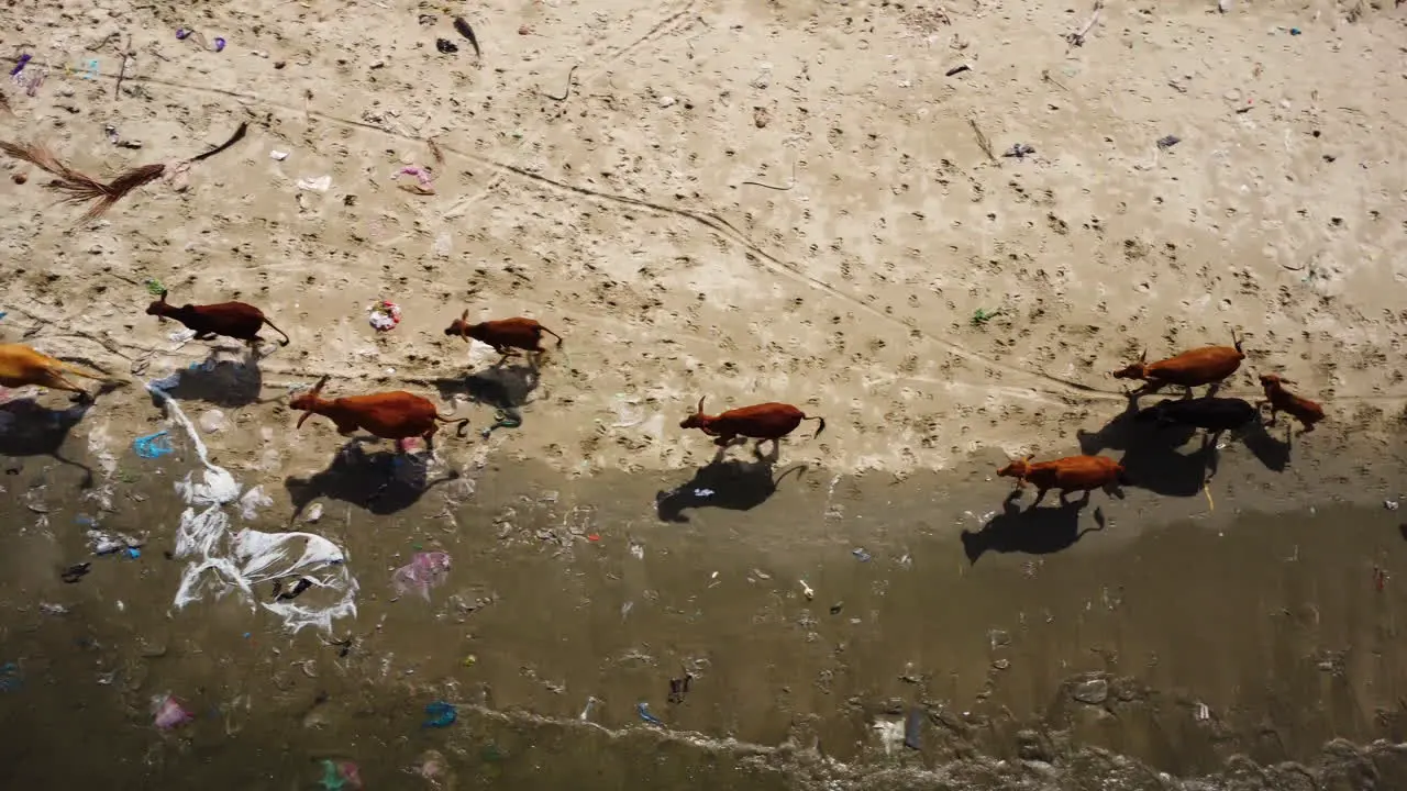 herd of cows aerial top down polluted beach with trash garbage plastic waste ocean pollution wildlife Mother Earth contamination