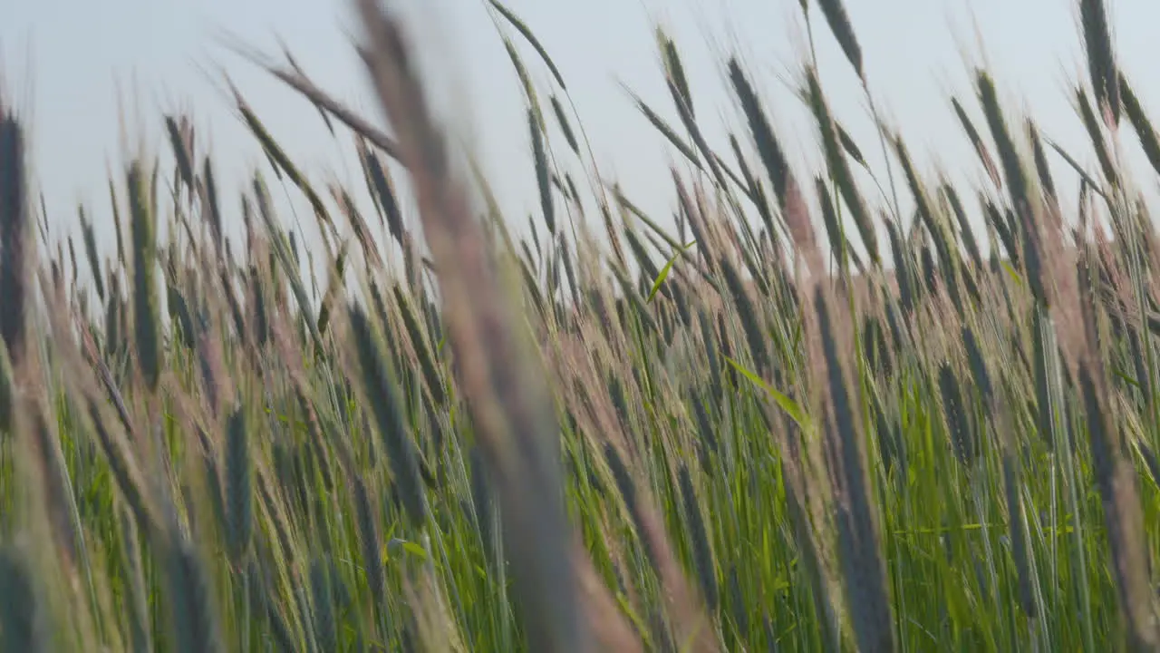 Beautiful gentle swaying motion of barley crop in field close up