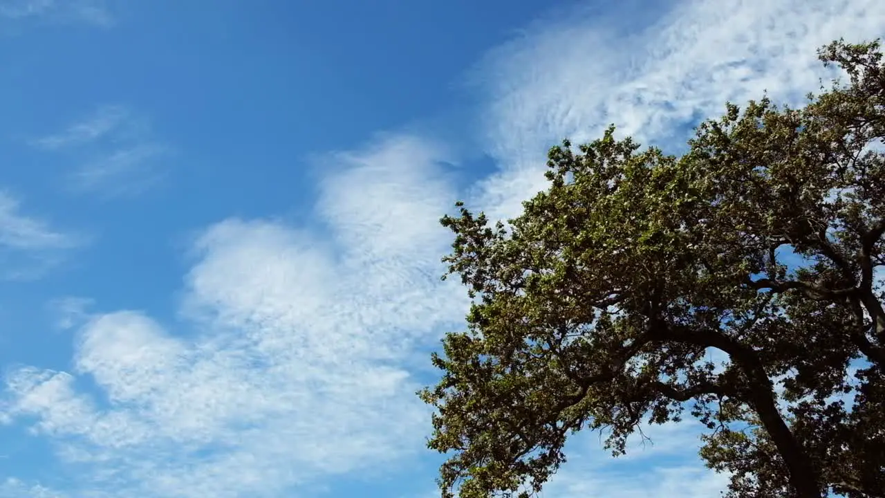 Big oak tree branches rustle as slight breeze blows light clouds over in the background of blue sky