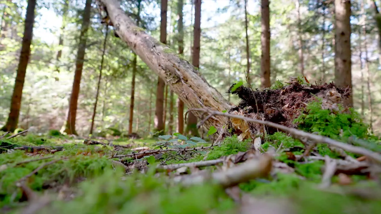 Slow motion shot of huge tree falling in forest and Pulls Out Its Roots during sunny day Low angle shot