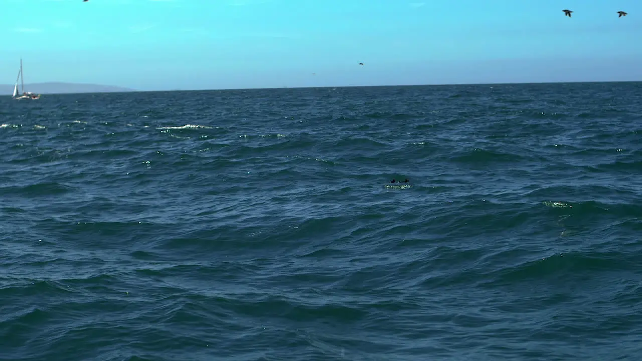 Slow motion Speed Boat Puffin Island