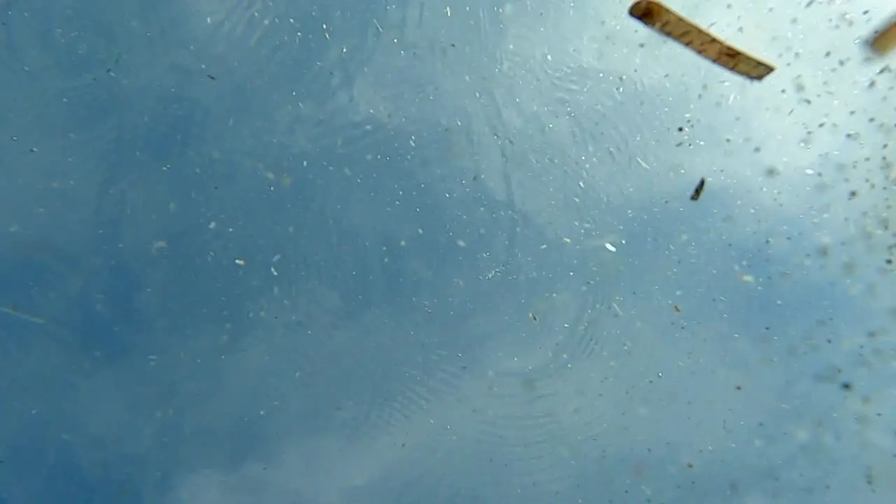 Sand grains and algae floating in seawater with sea water surface in background