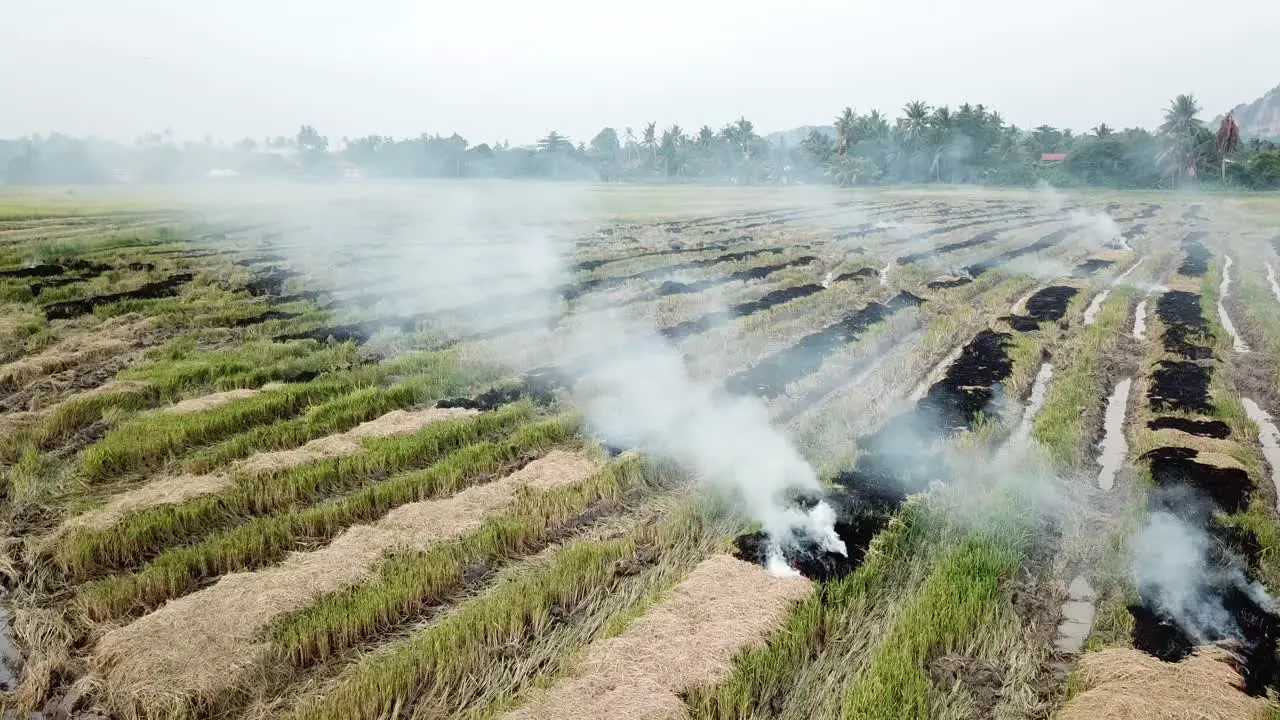 Open burning at rice paddy field pollute the environment