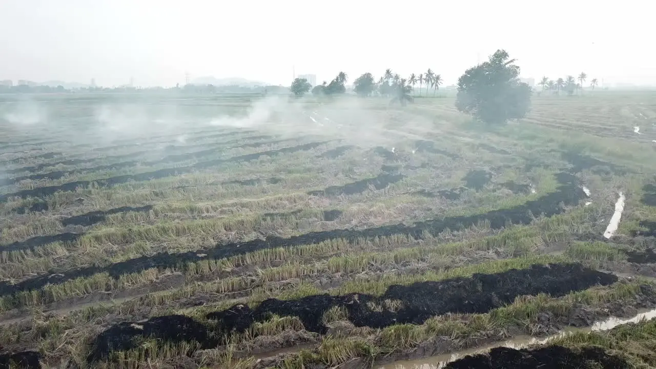 Scene of open fire at rice paddy field at Malaysia Southeast Asia