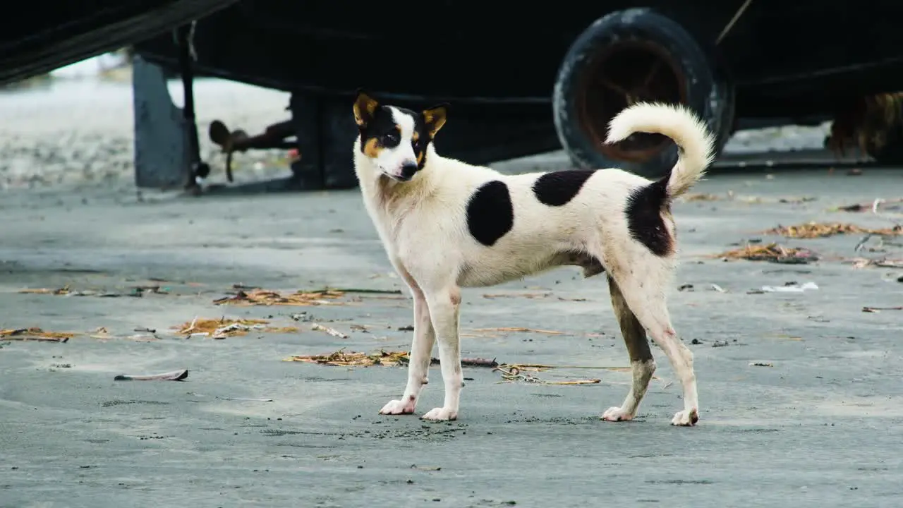 A white stray dog with black spots walking in slow motion in sandy beach area in Kuakata Bangladesh