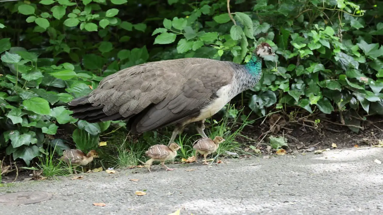 Close up shot showing Family of peacocks with newborn babies walking in street slow motion