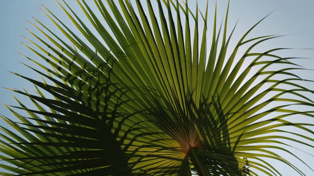 Sun Rays Beautifully Shine Through The Branches Of Several Palms Against The Blue Sky 4k Video