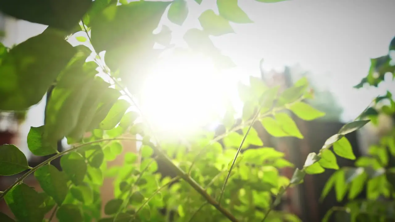 Outdoor Plant Leaves Backlit By The Sun In Agra Uttar Pradesh India Closeup Shot Pan Right