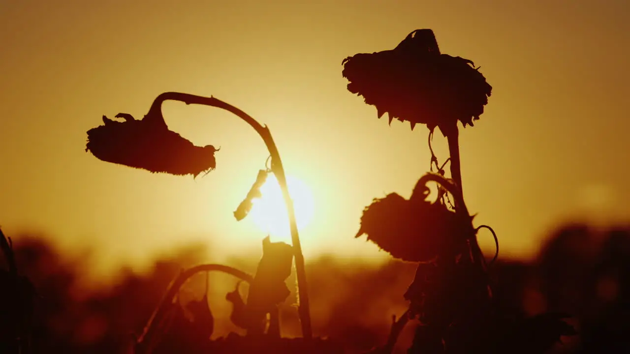 Silhouettes Sunflower Swaying In The Breeze At Sunset Ready To Harvest