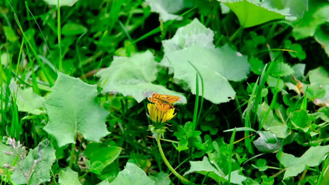 An orange color butterfly on yellow meadow flowers