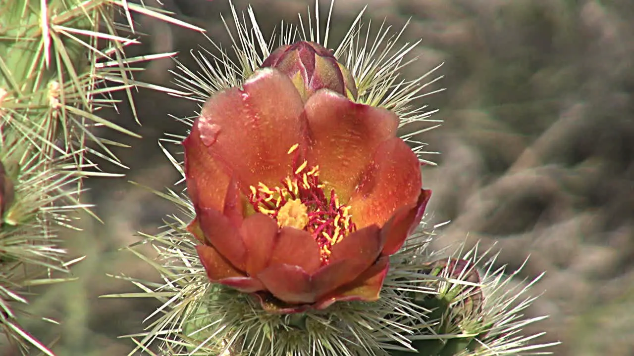 California cholla bloom