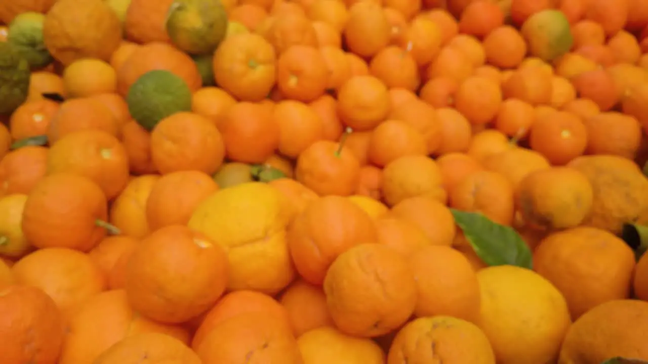 Closeup of Bitter Oranges with Tilt Up Reveal of Huge Pile of Fruit Rack Focus