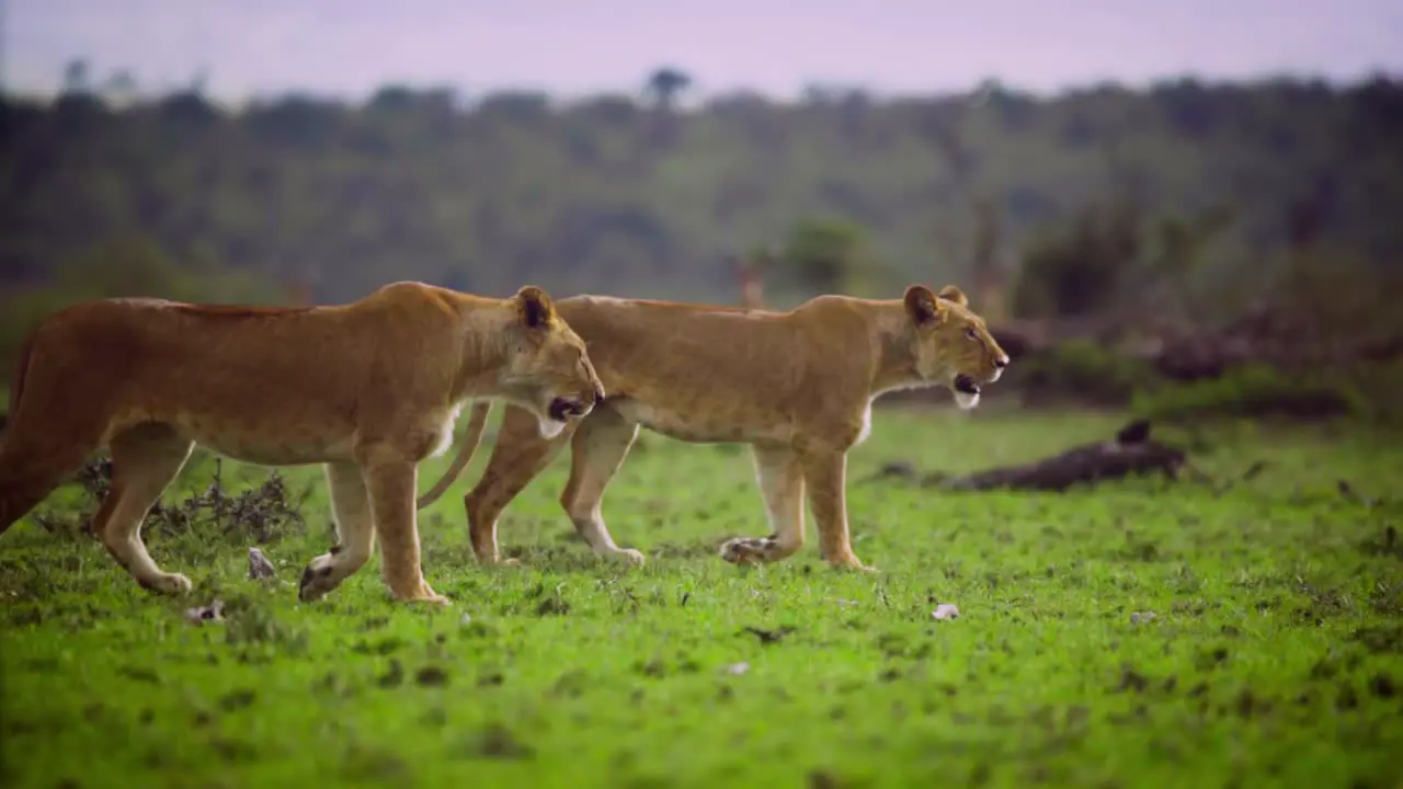 Pair of Lionesses Walking Together