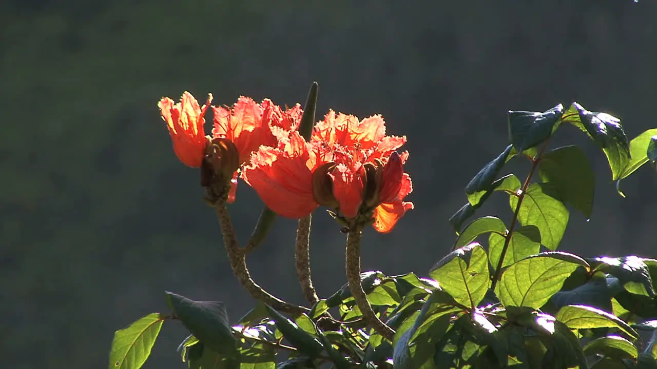 Backlit tulip tree flower