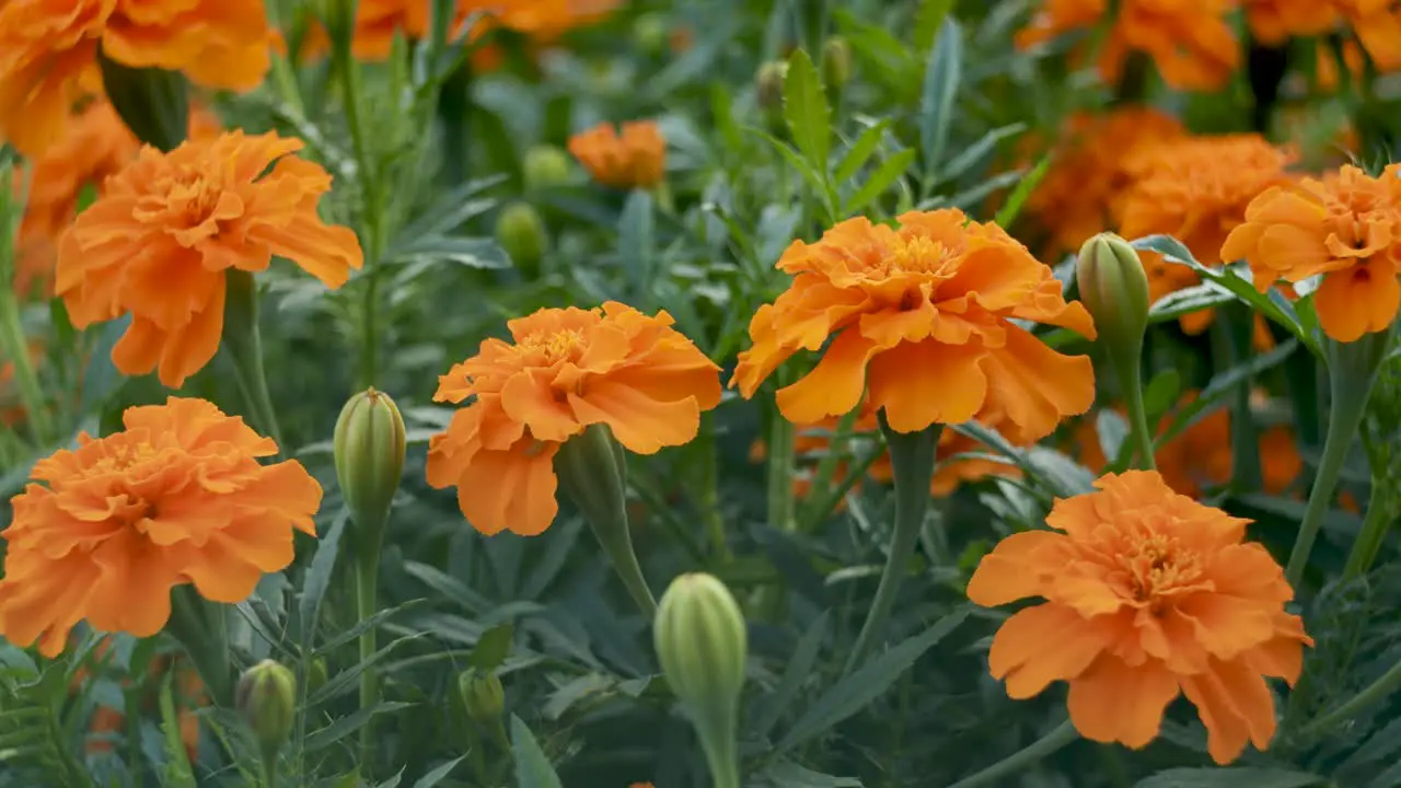 Marigolds in garden slow vertical panning