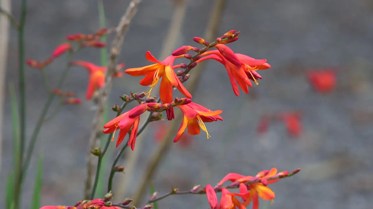 Chile Red Flower And Bee