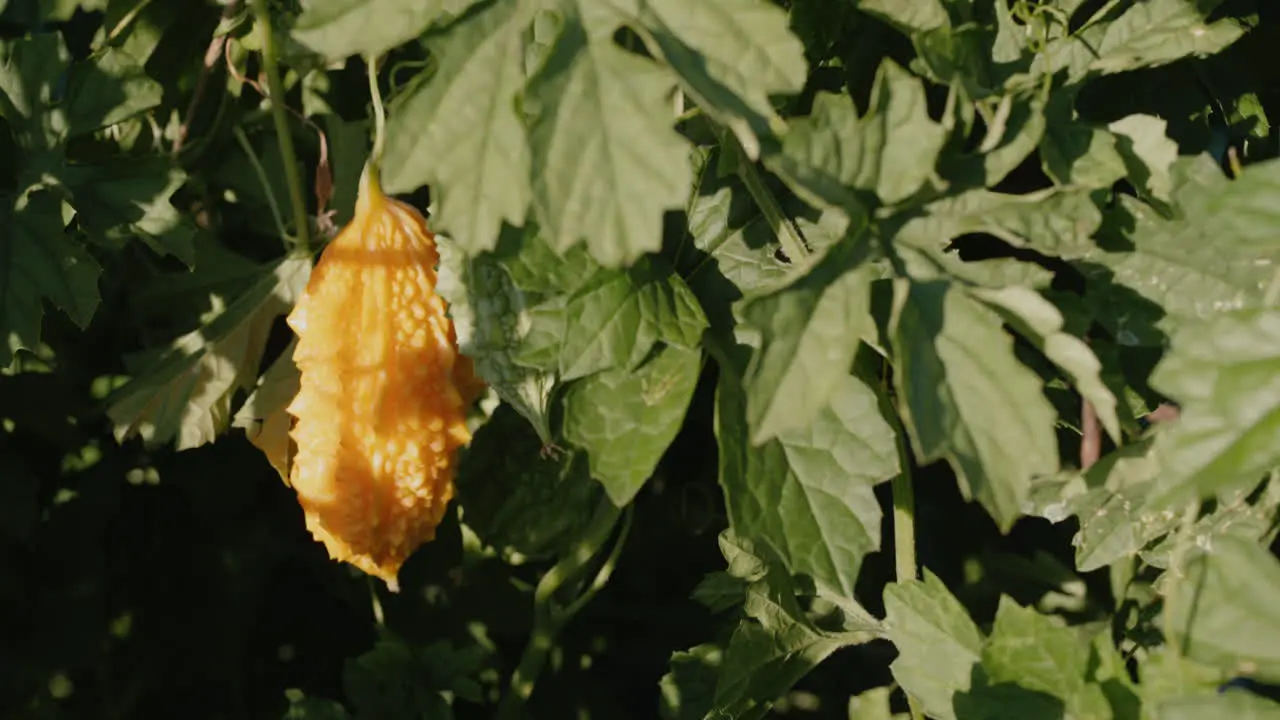 Orange Canaliculata ripens on a bush in the garden