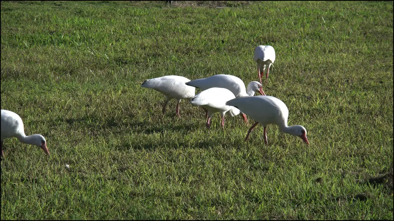 Florida Everglades Ibis Feeding