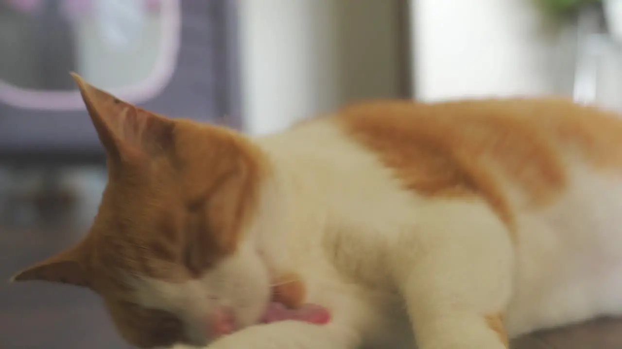 Close up of house cat licking and cleaning itself on floor inside house