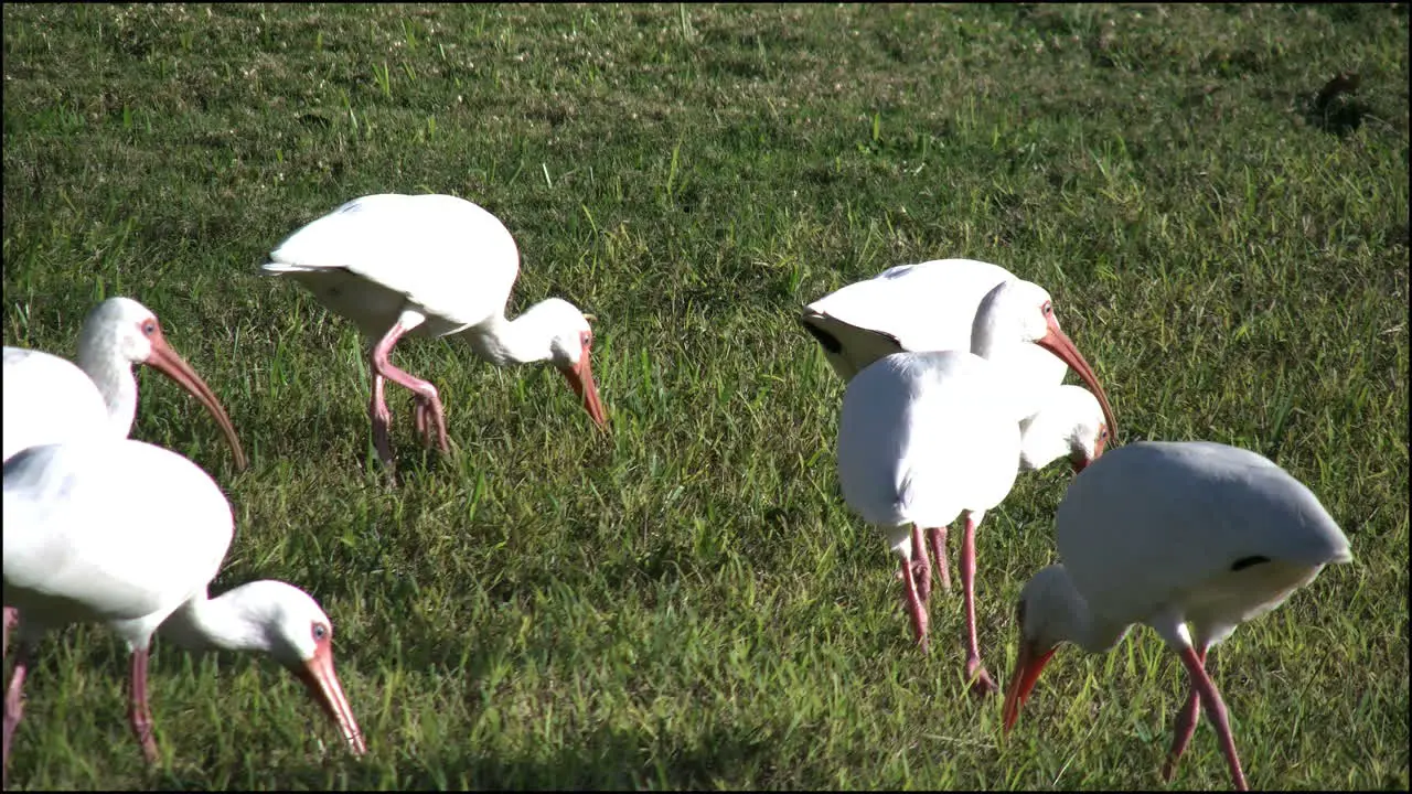 Florida Everglades Ibis Flock Walking By Feeding