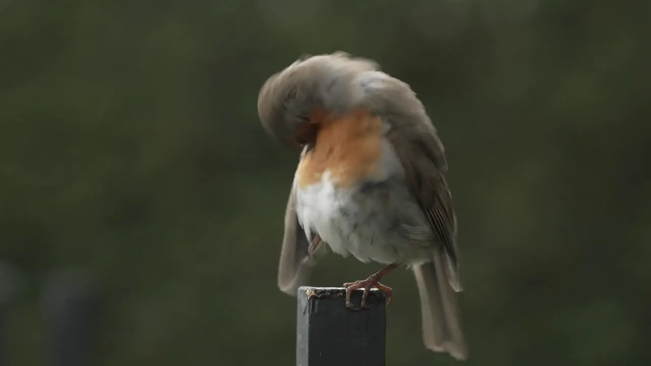 Robin cleaning its feathers with its beak