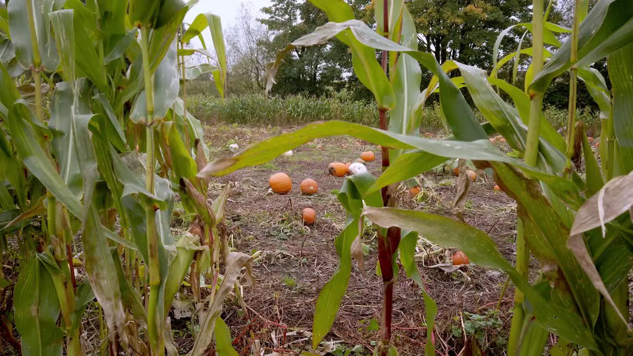 Pan shot of halloween pumpkins through corn field in Autumn