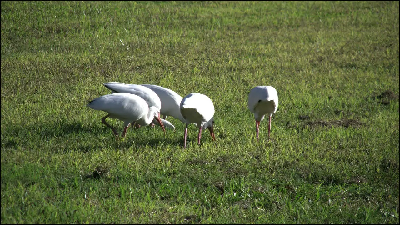 Florida Everglades Flock Of Ibis Feeding In Grass