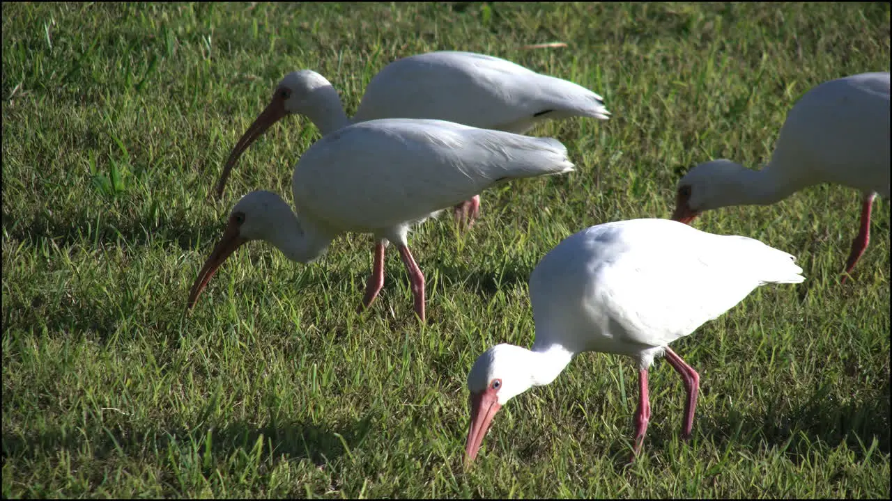 Florida Everglades White Ibis Feeding