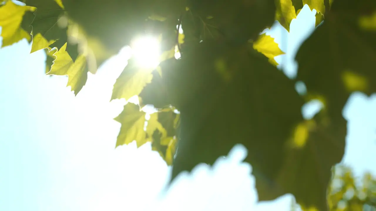 Sun Light Shining Through Leaves 1