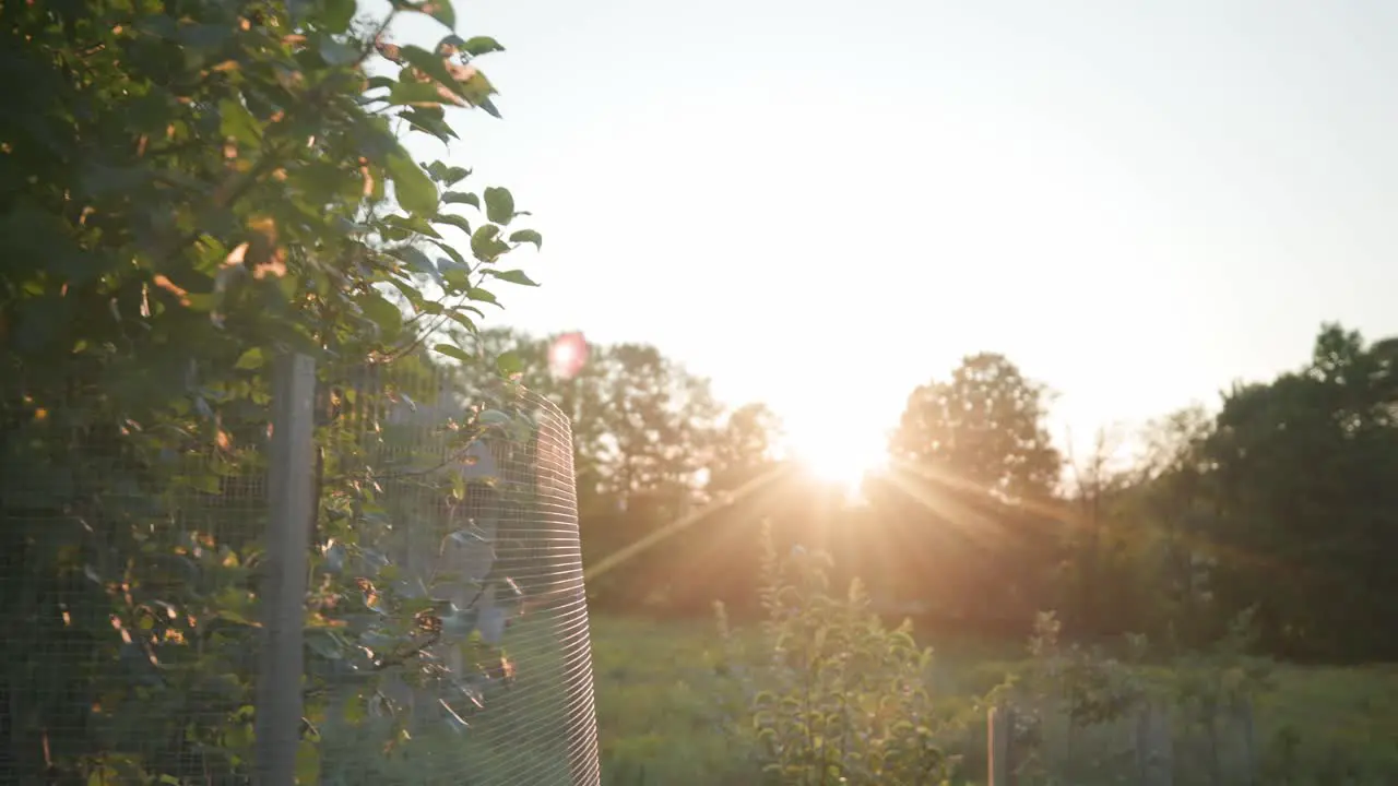 Bright Sun Shining Behind The Fruit Tree In The Yard