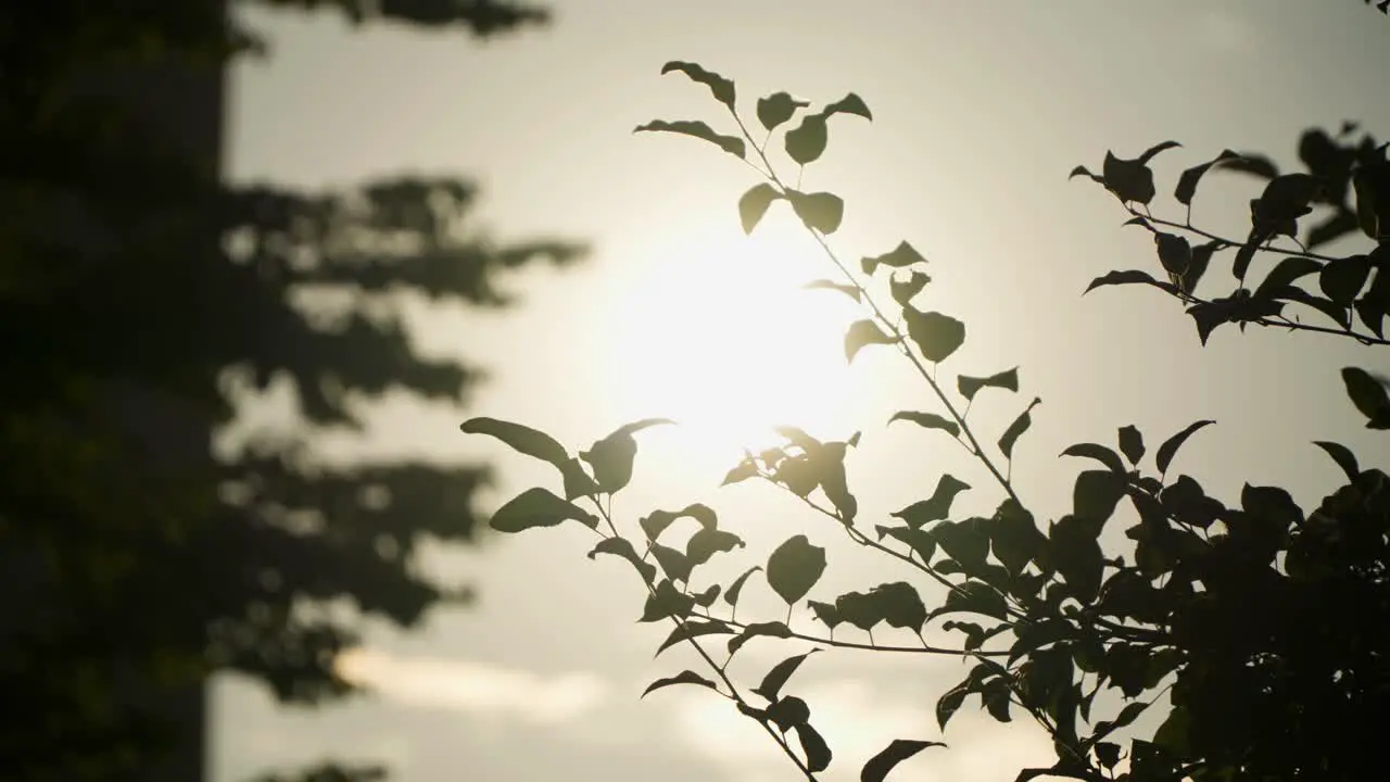 Leaves In Silhouette Against Warm Sun In The Sky During Sunset