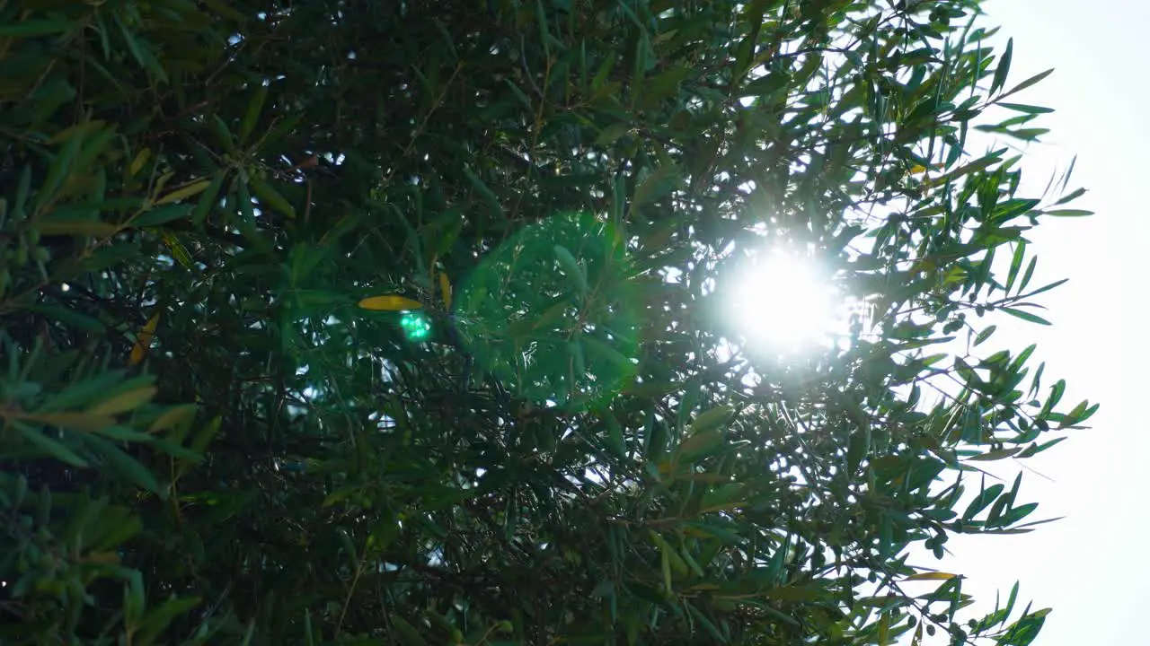 Sun flare ray strong mid-day sunshine passing through the olive groves with fruit