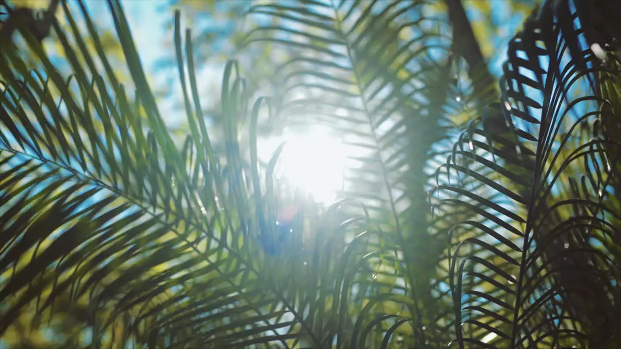 Bright Sunlight Passing Through Long Green Leaves Of Plant At Summer