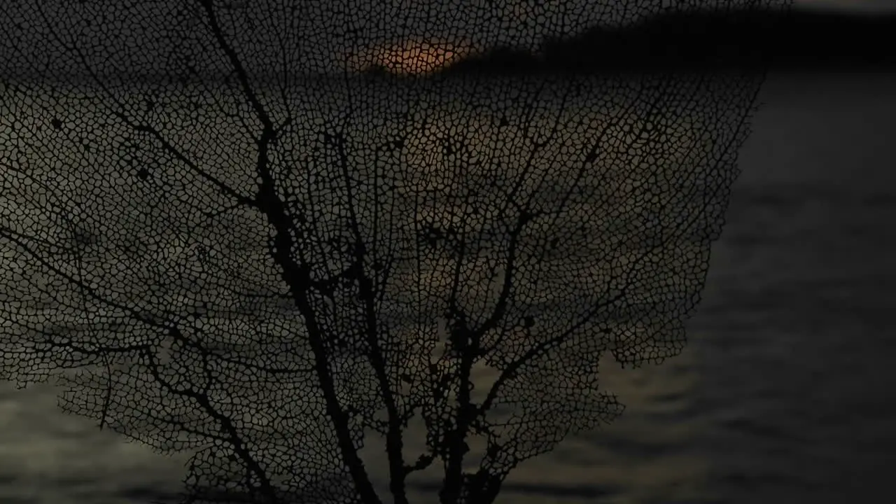 Sunset on a Caribbean or tropical island through a large fan coral