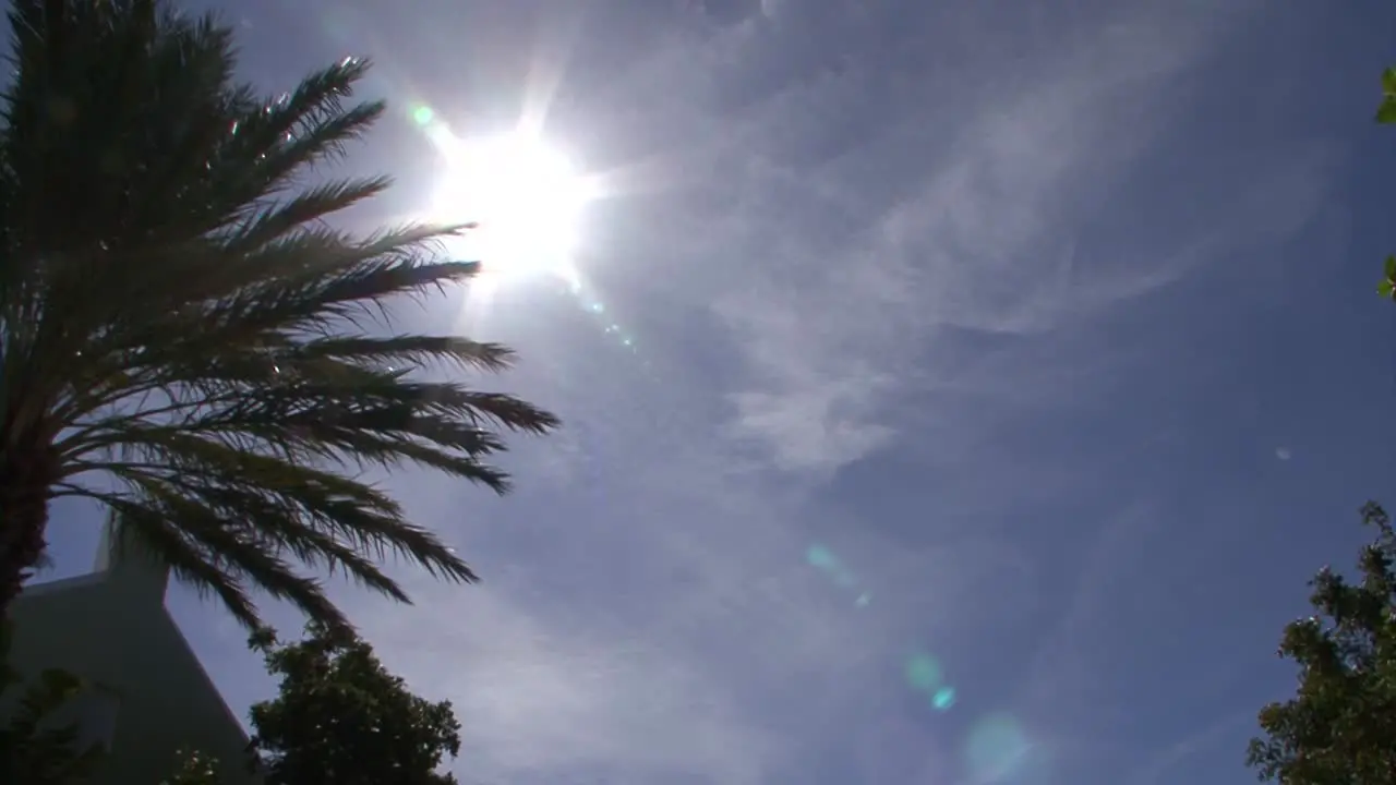 Palm tree and the hot Caribbean sun