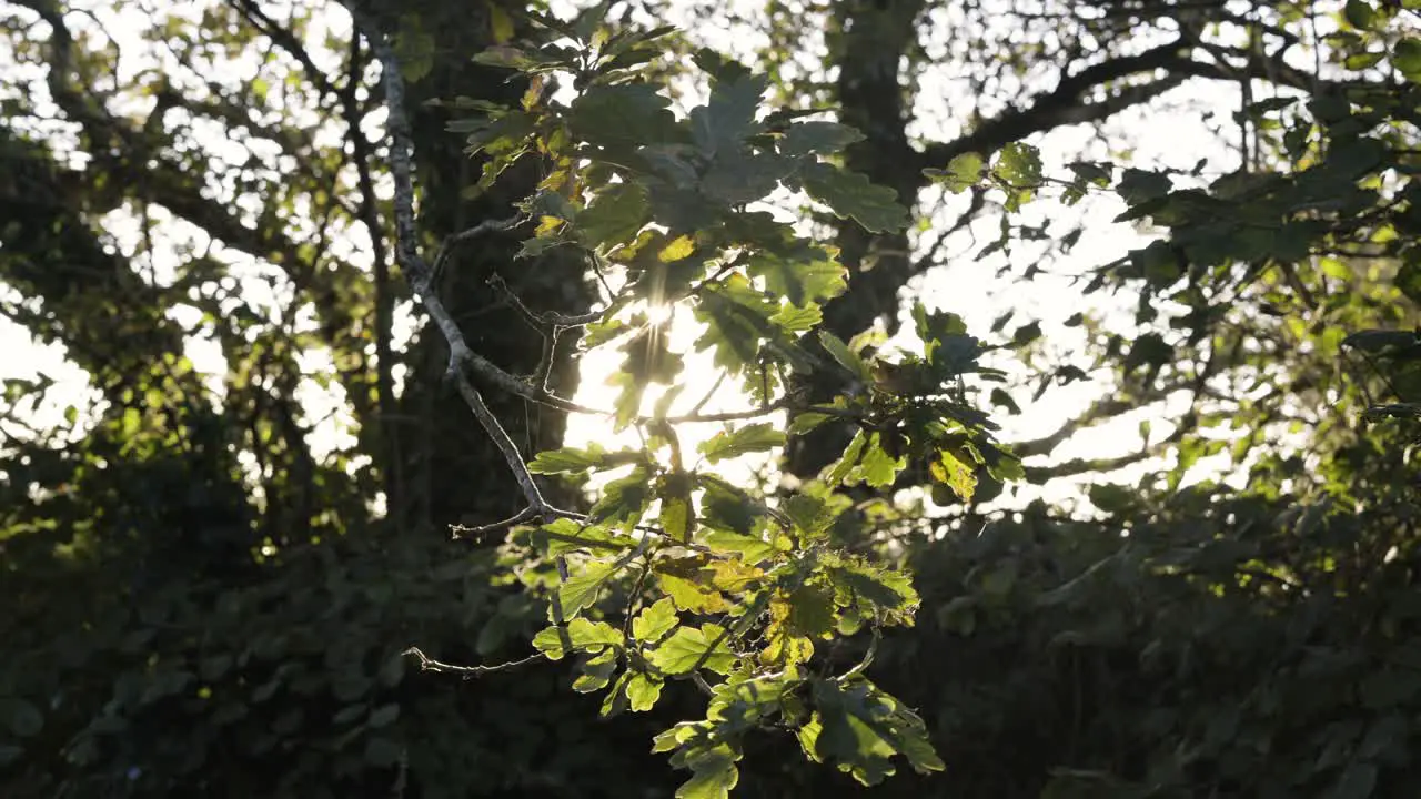 Bright Sunlight Passing Through Leaves And Branches Of Tree During Autumn