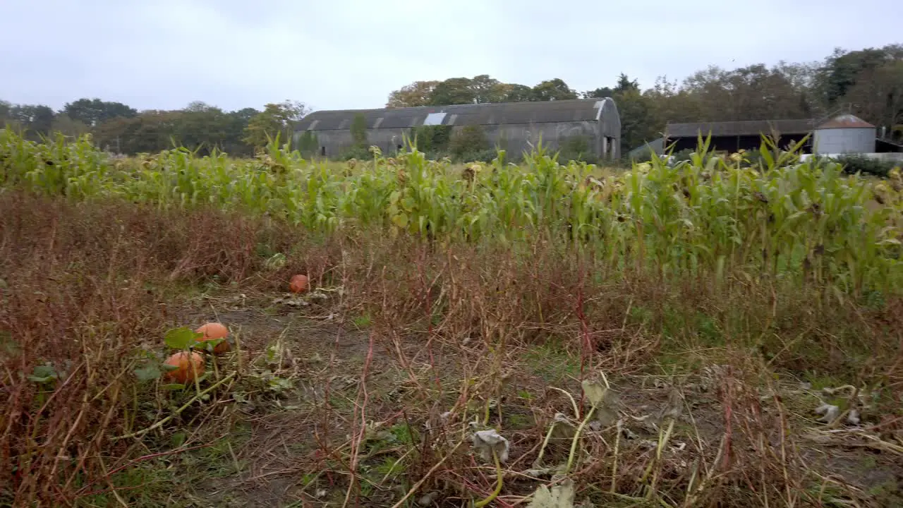 Pan shot of halloween pumpkins and corn field on farm land in autumn