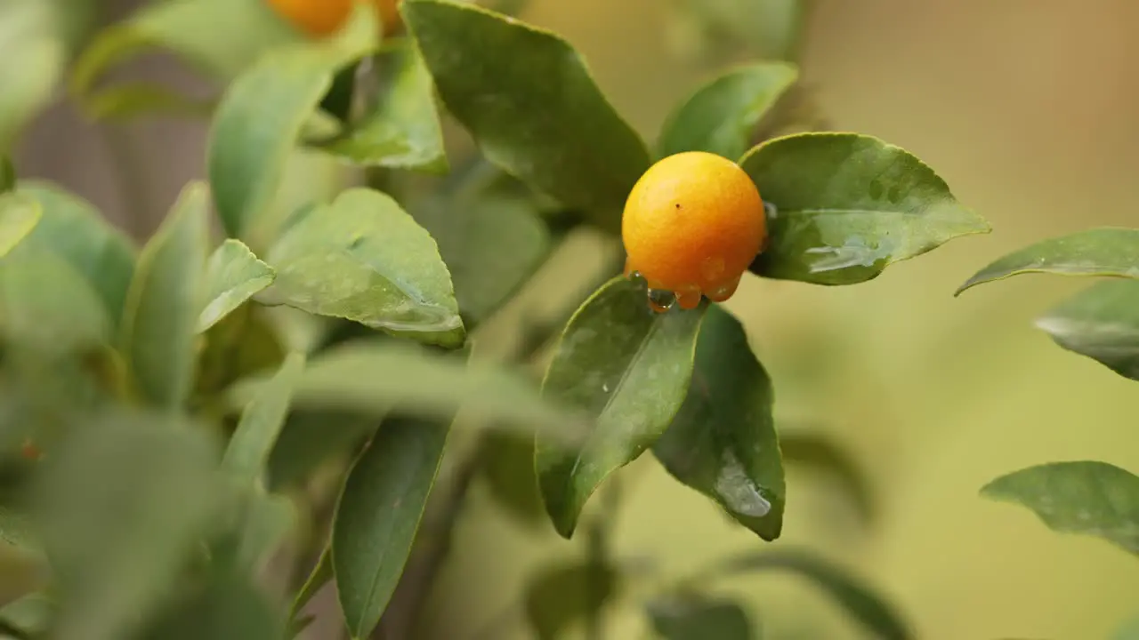 a small orange hanging on a orange tree