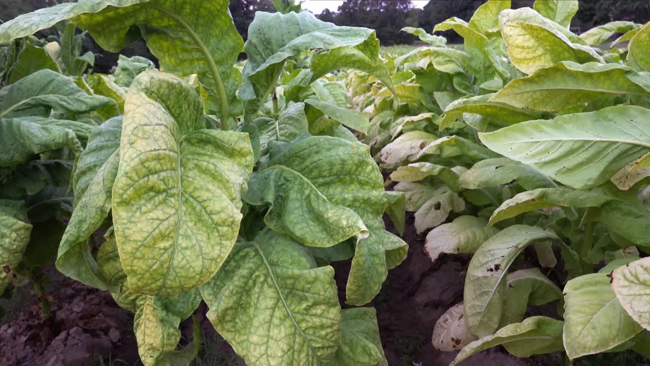 Tobacco growing in a field in southern Orange County North Carolina